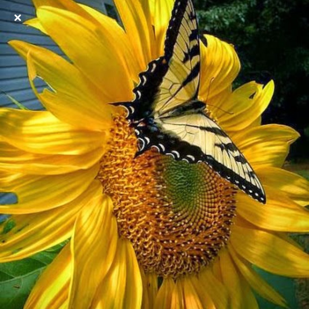 Meet your Posher, Regina